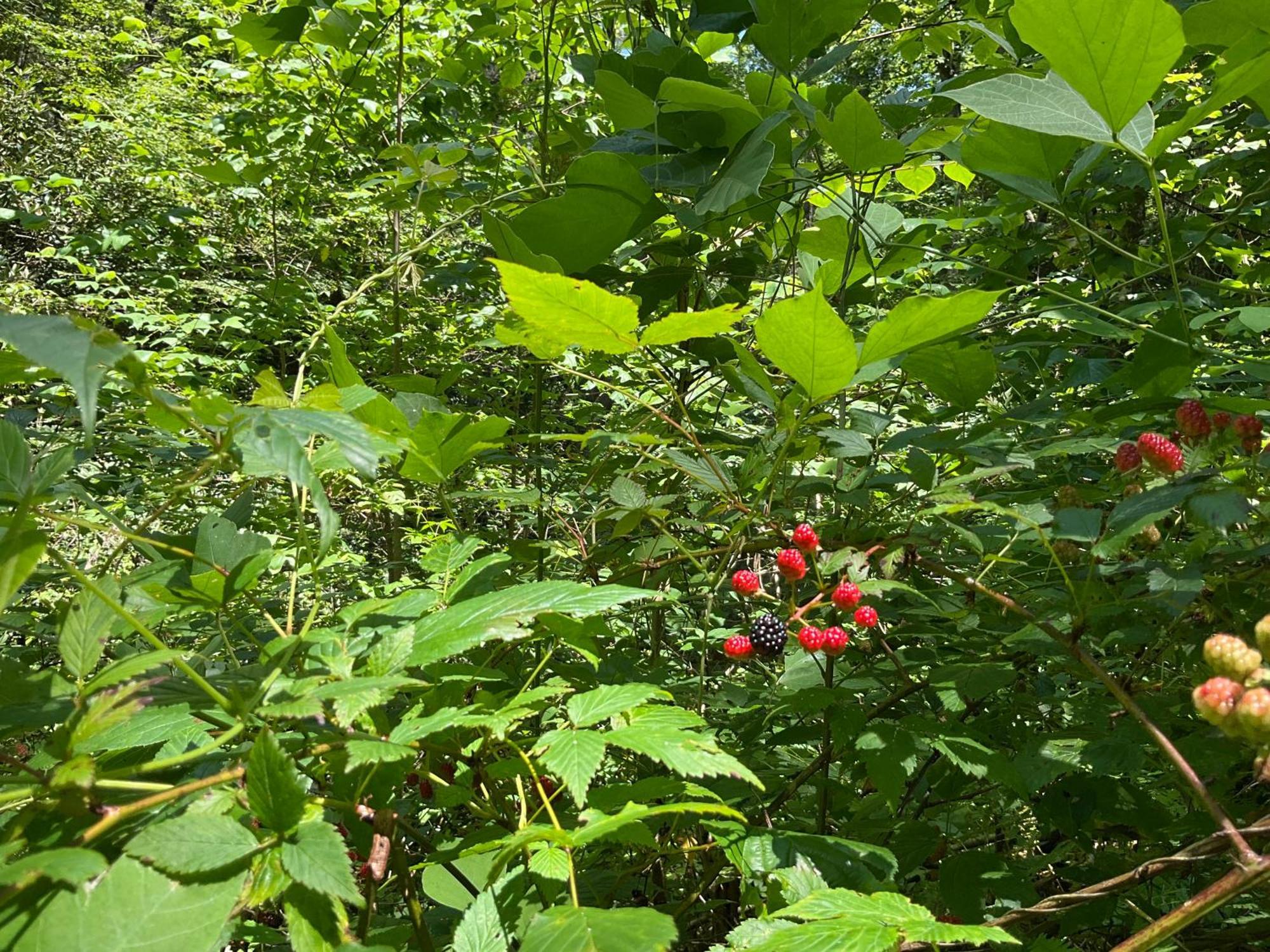 Tallulah Gorge Retreat Lakemont Zewnętrze zdjęcie
